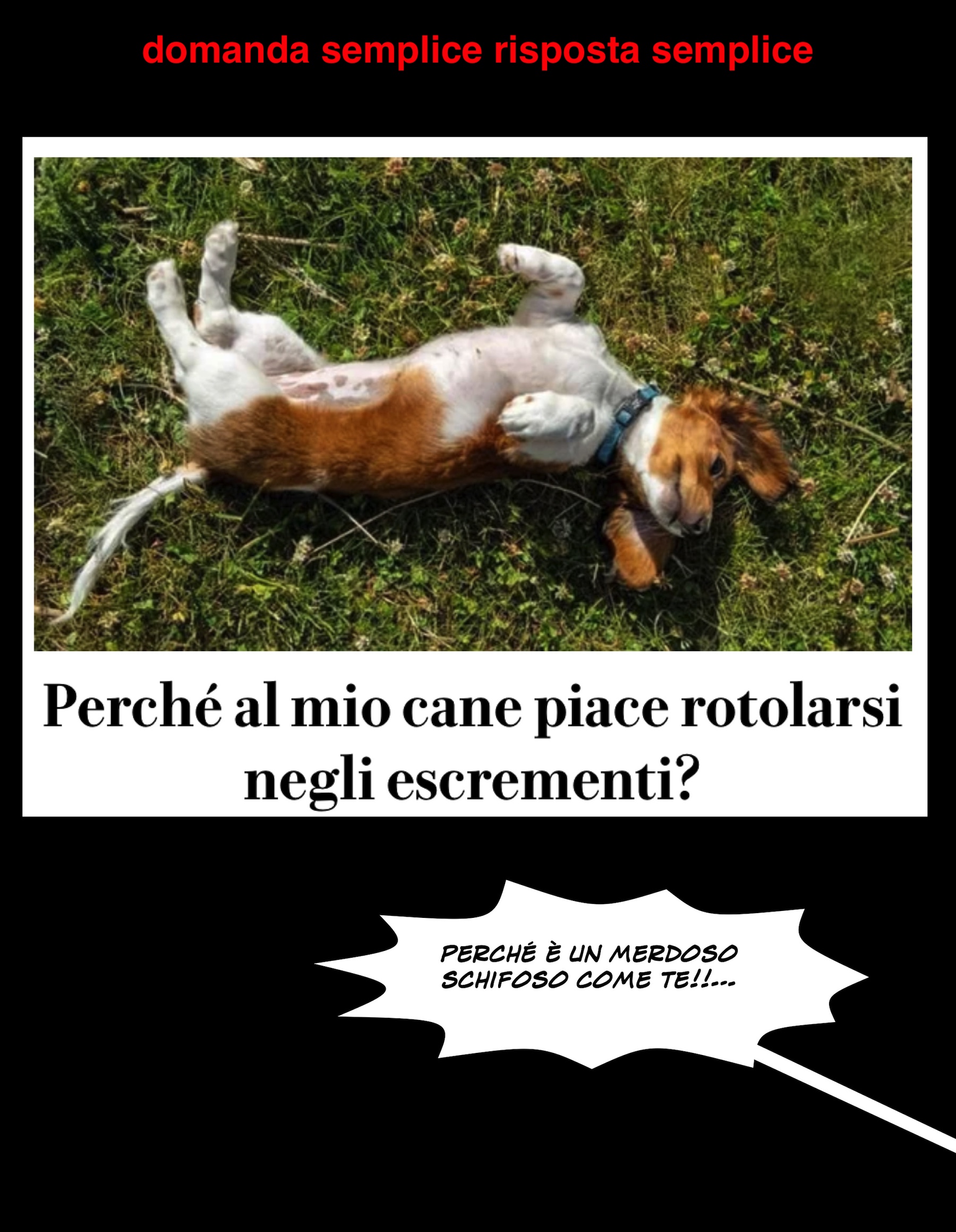 domanda_semplice_idem_risposta_merdoso_cane_padrone